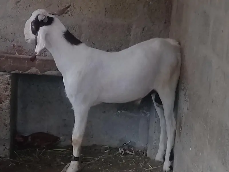 ghulabi Bakra forsale — photo 4