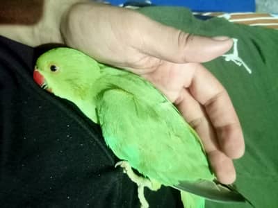 tame male with cage