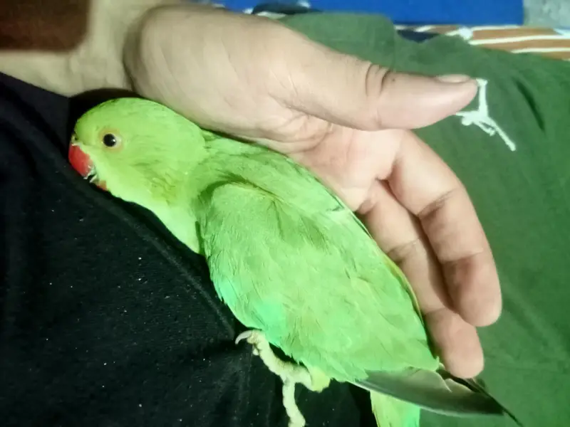 tame male with cage