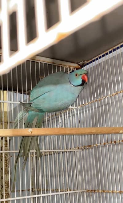 Blue ringneck breeding pair 100%