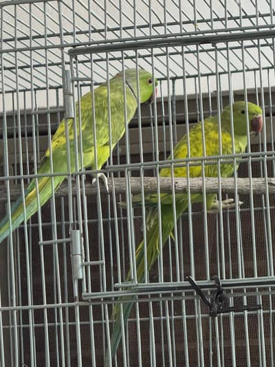 Split Yellow Breeding Pair For Sale