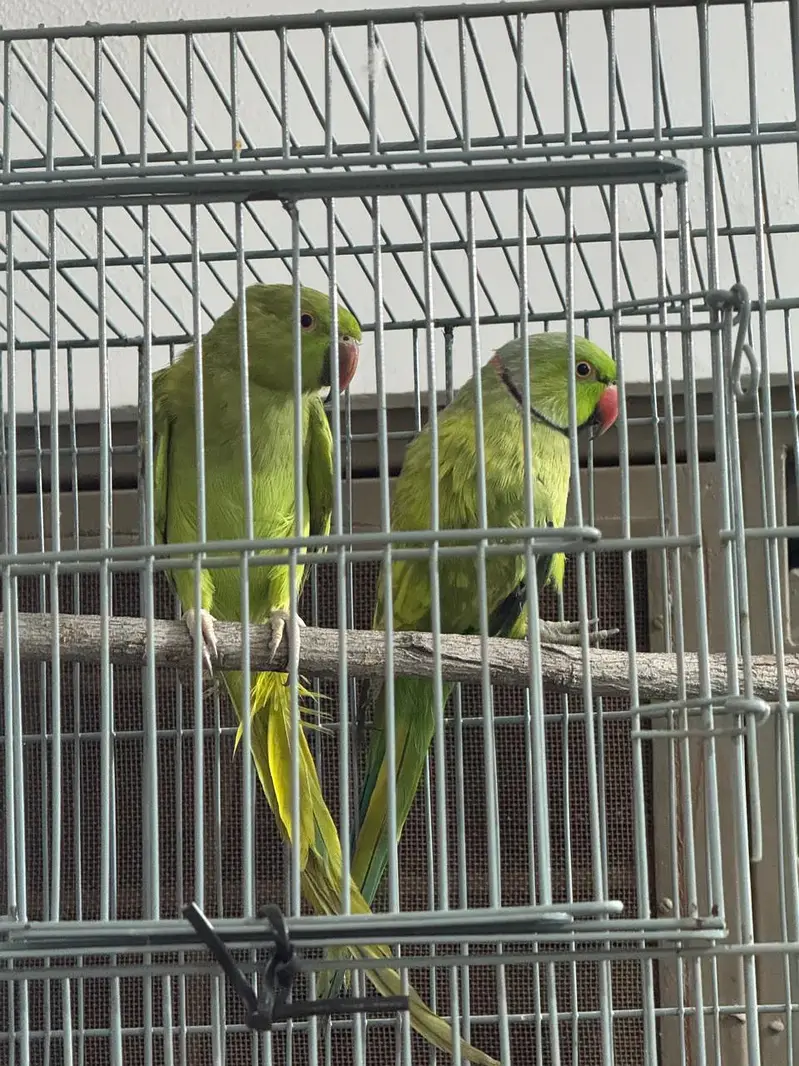 Split Yellow Breeding Pair For Sale — photo 2