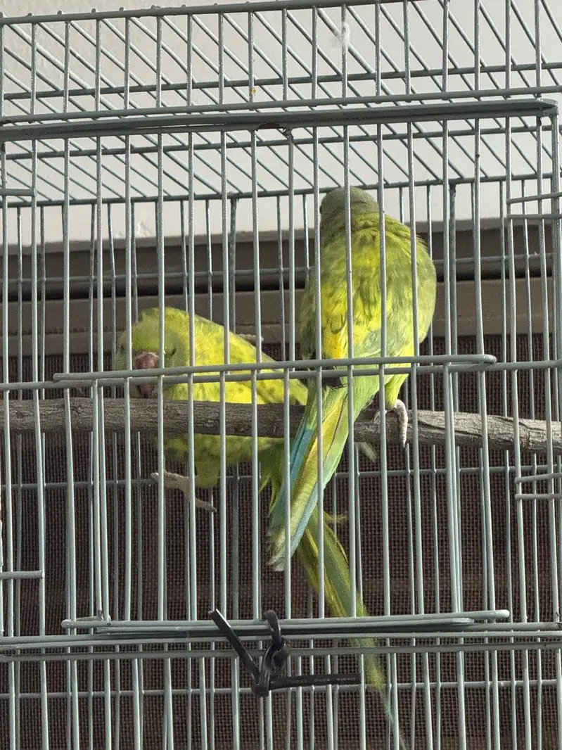 Split Yellow Breeding Pair For Sale — photo 3