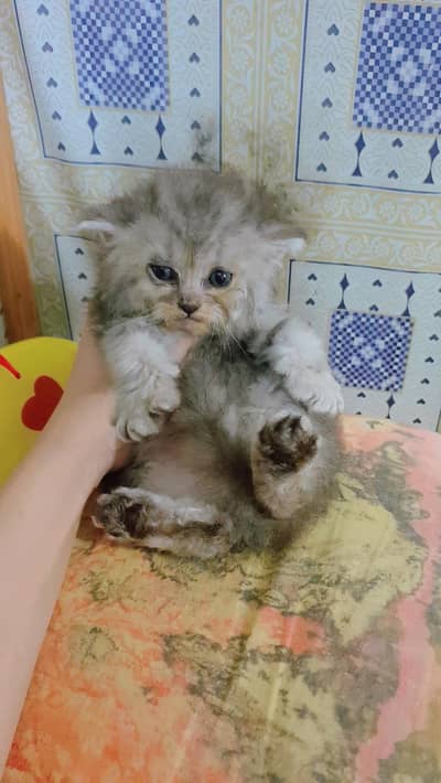 persian kitten male female available