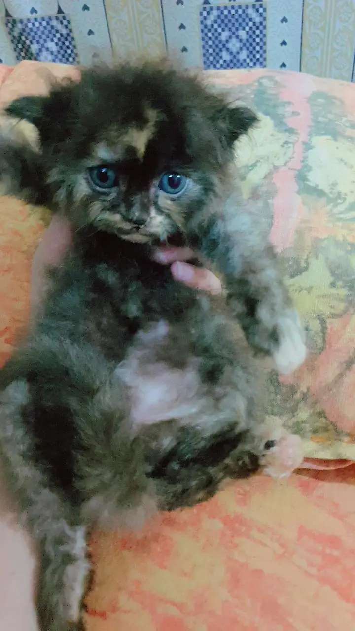persian kitten male female available — photo 4