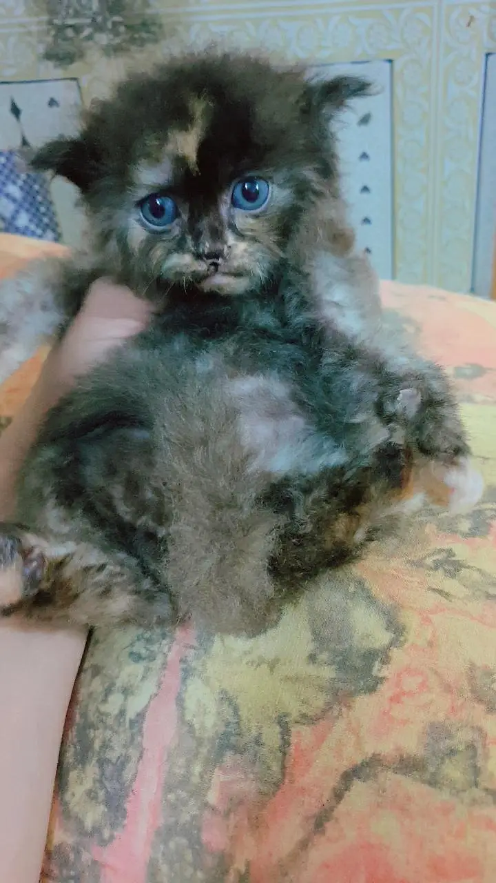 persian kitten male female available — photo 5