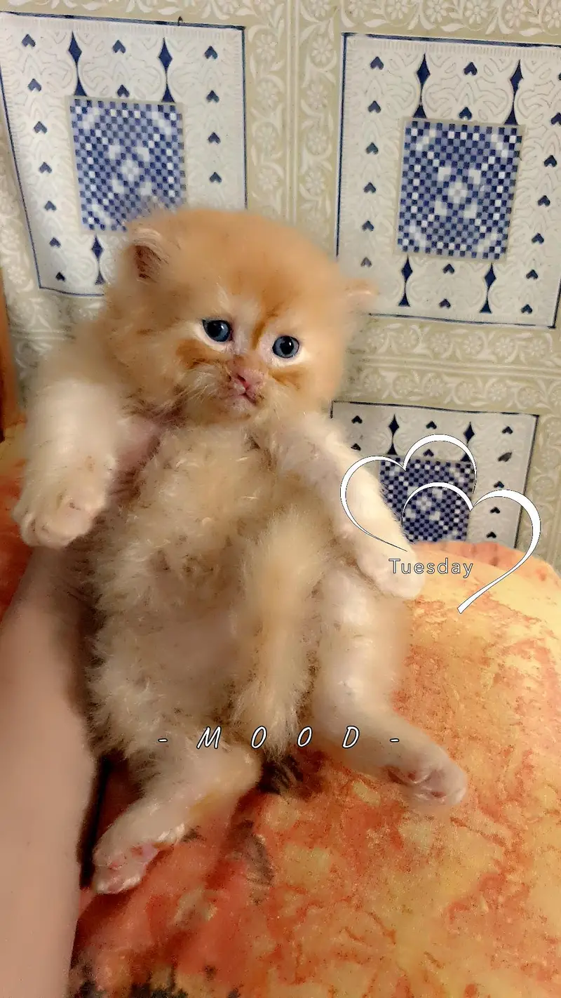 persian kitten male female available — photo 6