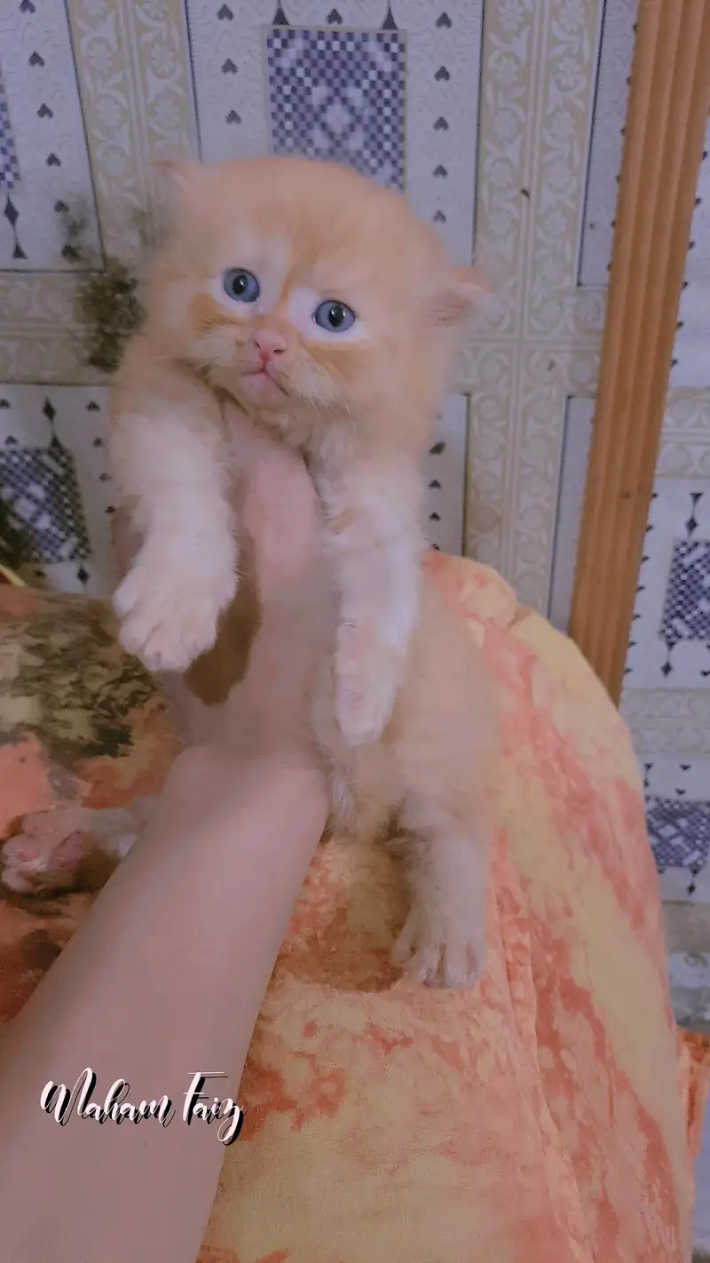 persian kitten male female available — photo 7