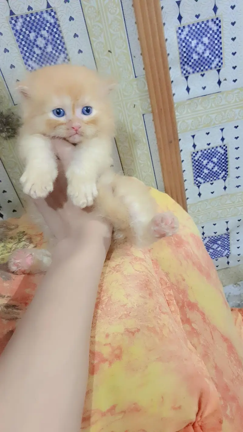 persian kitten male female available — photo 8