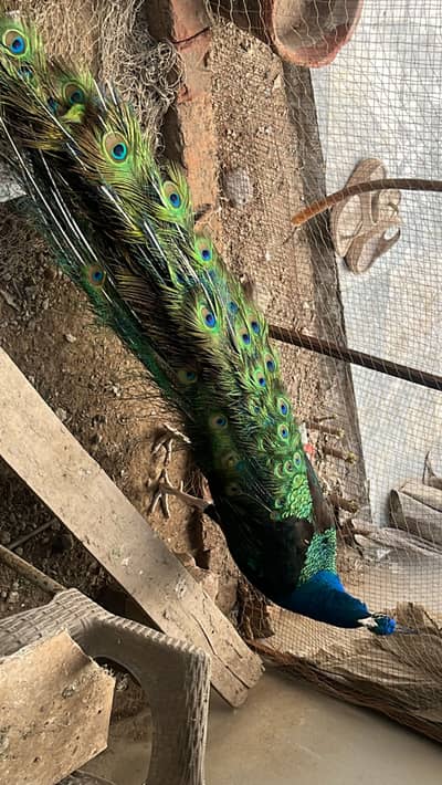 Fully adult Black shoulder Peacock pair