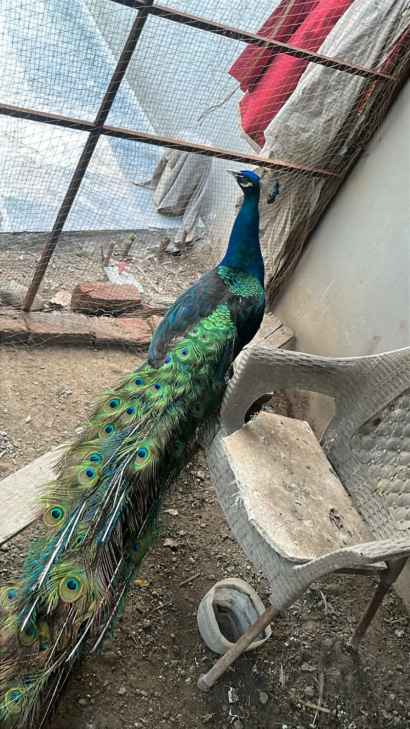 Fully adult Black shoulder Peacock pair — photo 2