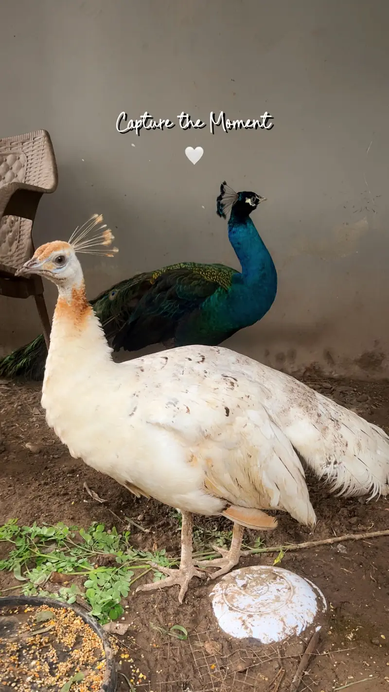 Fully adult Black shoulder Peacock pair — photo 3