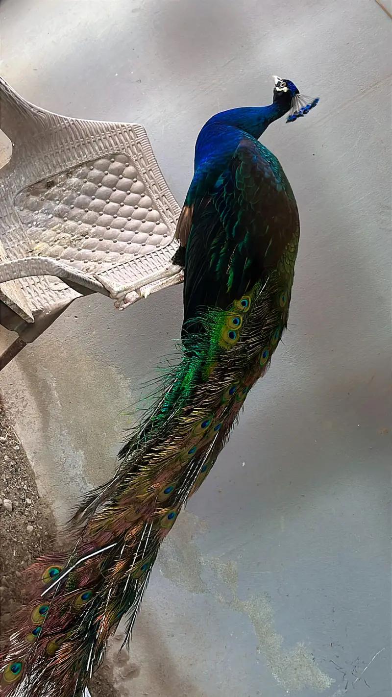 Fully adult Black shoulder Peacock pair — photo 4