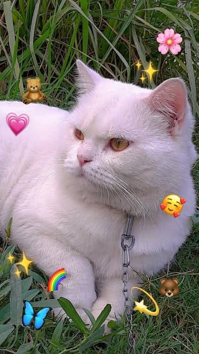 2 year Old Pure Persian Male Cat