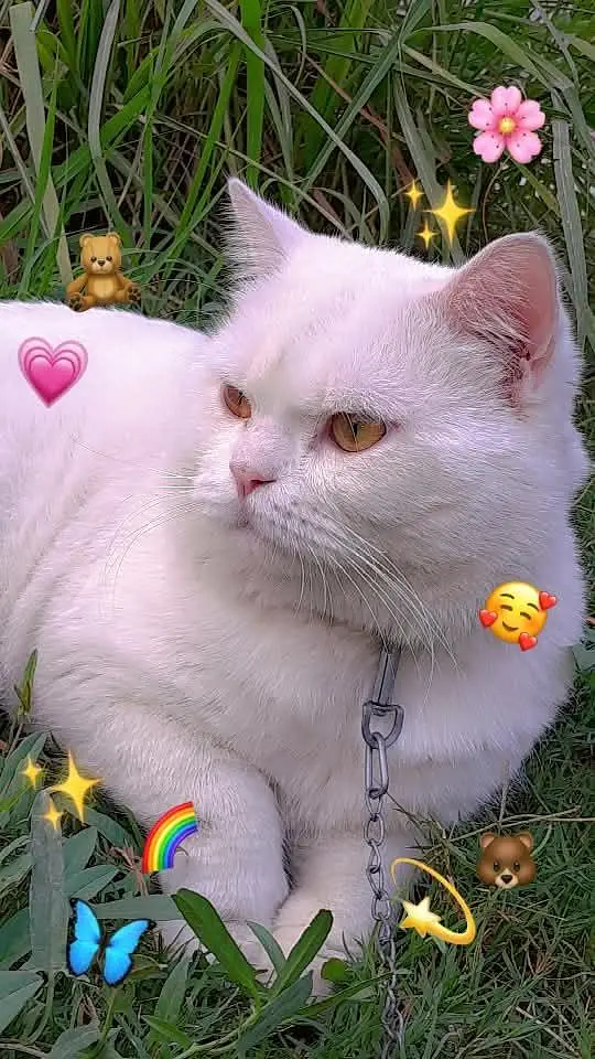 2 year Old Pure Persian Male Cat
