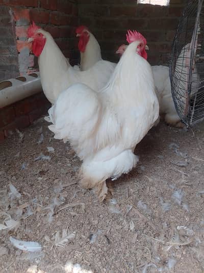 golden and white heavy buff chicks . Cochin
