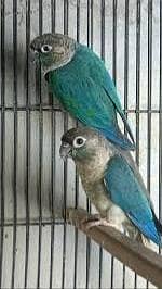Conure