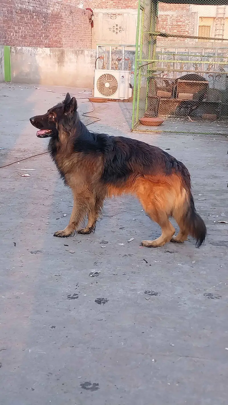 German Shepherd male