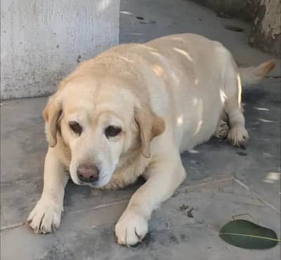 Female Labrador Available For sale