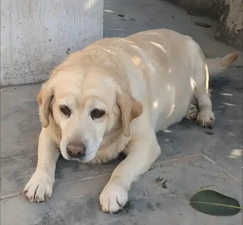 Female Labrador Available For sale