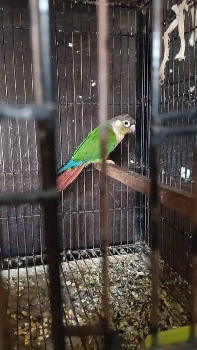 Green chicked conure available with DnA 03117246019