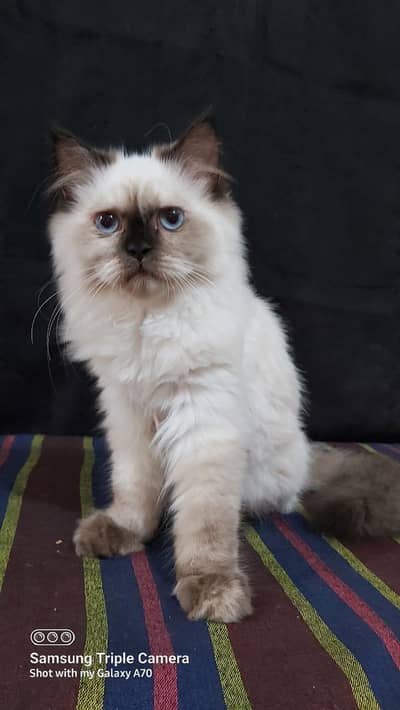 Persian triple coat short leg and Himalayan short leg