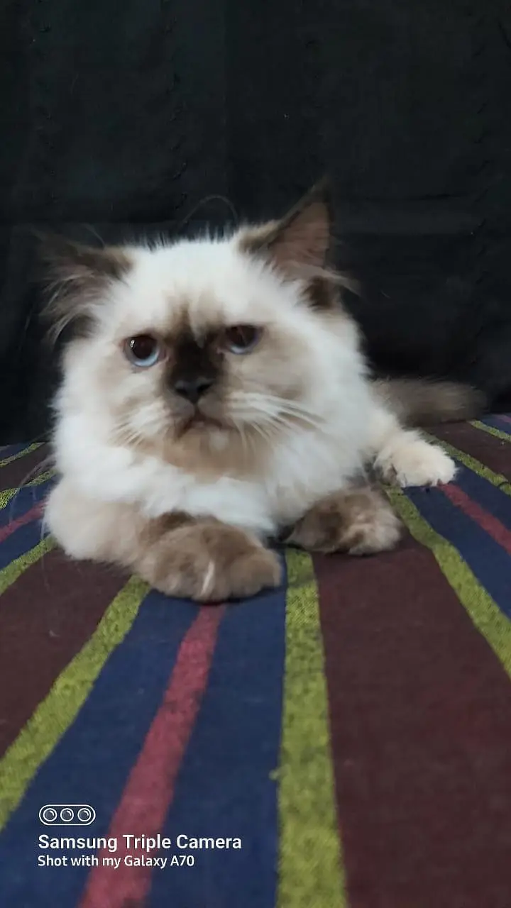 Persian triple coat short leg and Himalayan short leg — photo 2