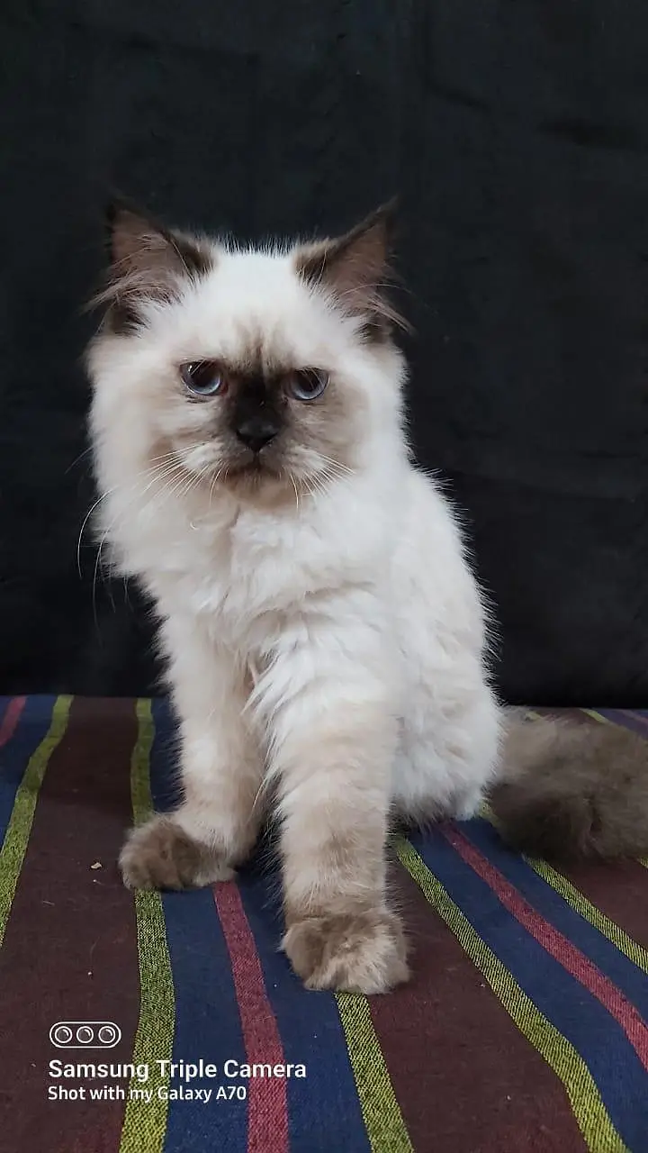 Persian triple coat short leg and Himalayan short leg — photo 3