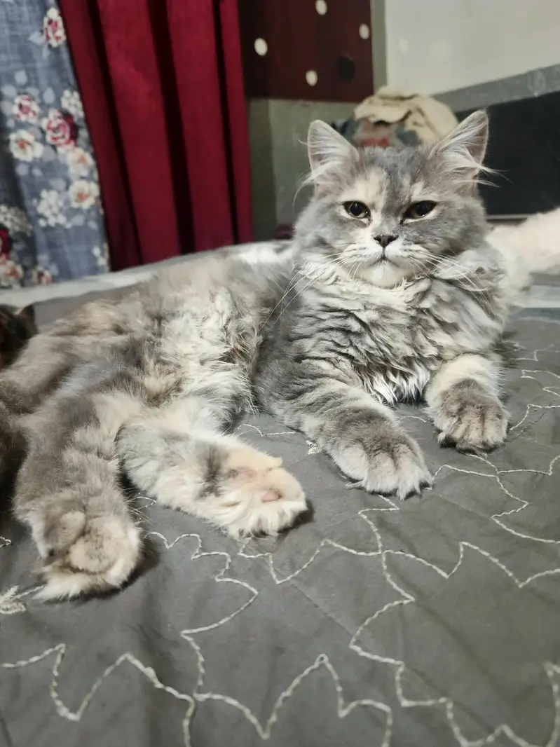 Persian triple coat short leg and Himalayan short leg — photo 4