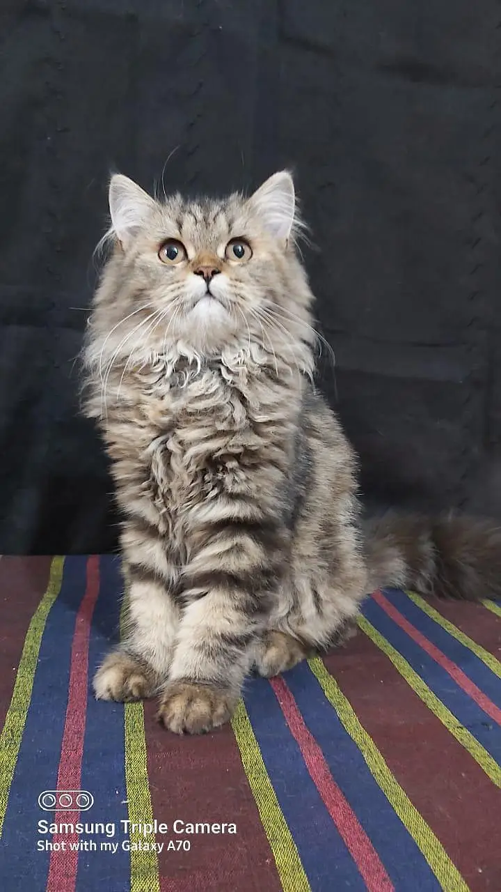 Persian triple coat short leg and Himalayan short leg — photo 5