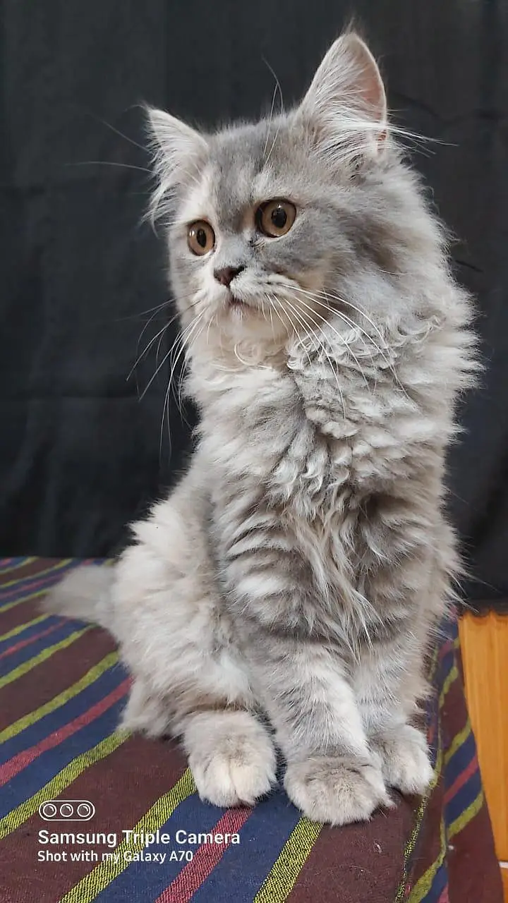 Persian triple coat short leg and Himalayan short leg — photo 6