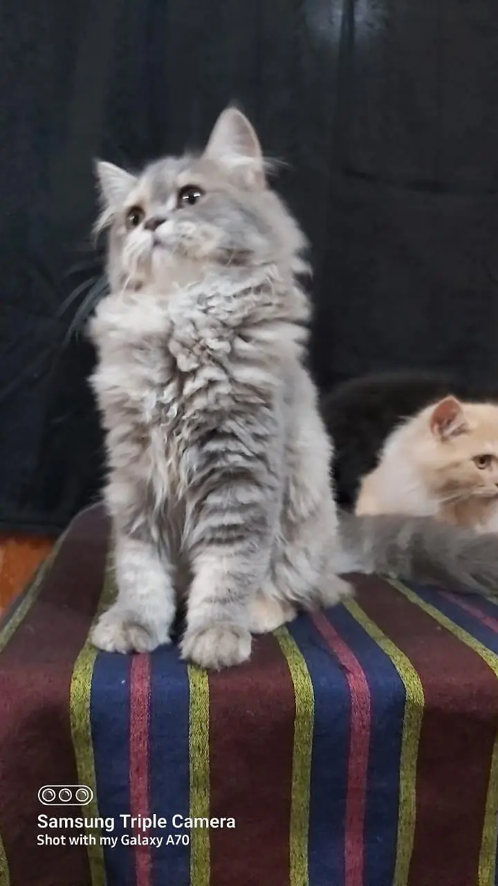 Persian triple coat short leg and Himalayan short leg — photo 7