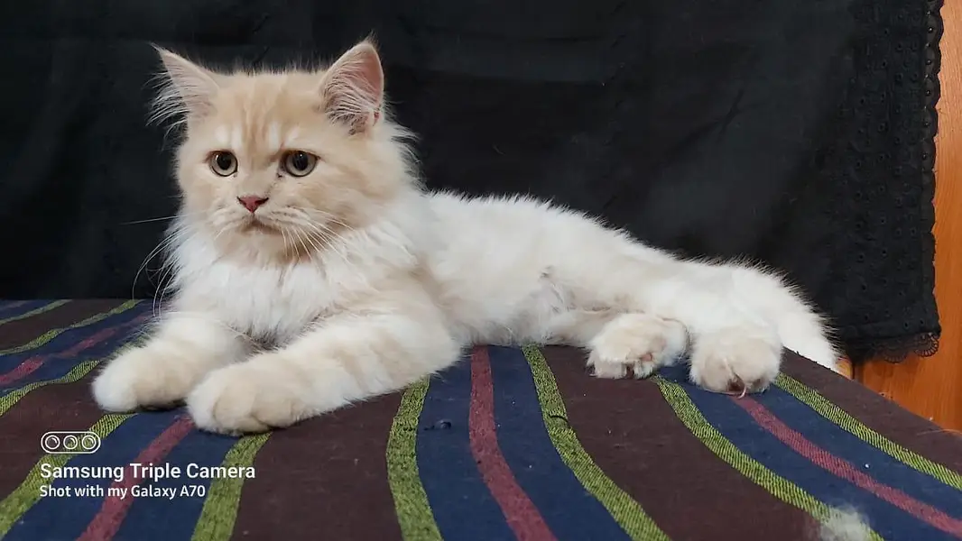 Persian triple coat short leg and Himalayan short leg — photo 8