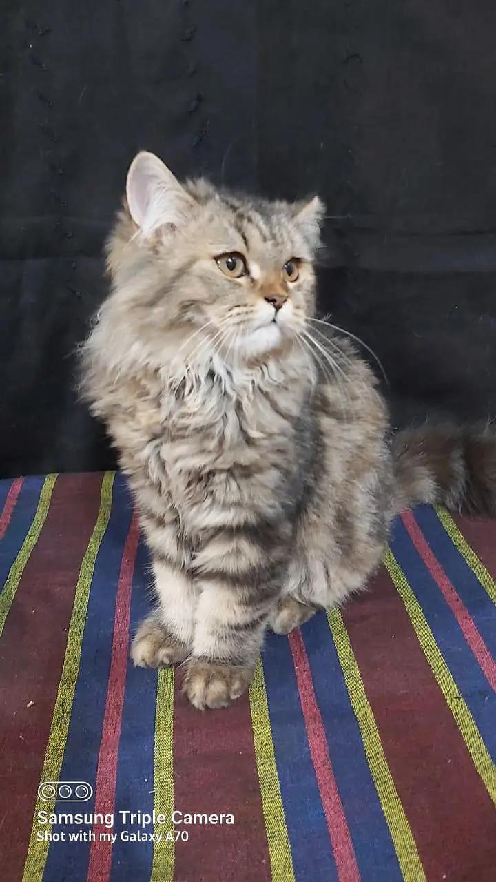 Persian triple coat short leg and Himalayan short leg — photo 9
