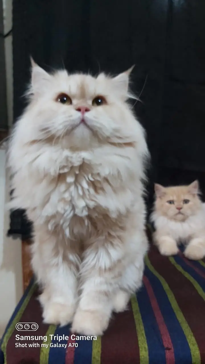 Persian triple coat short leg and Himalayan short leg — photo 10