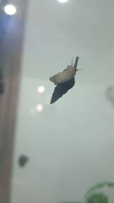 Killer Snails