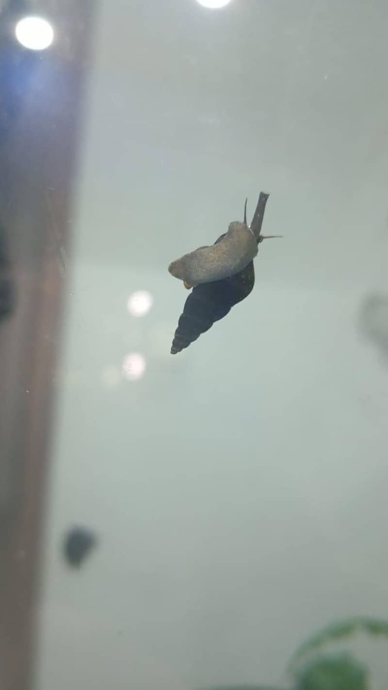 Killer Snails 0
