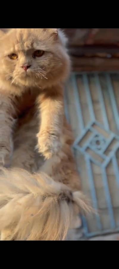 Breeder Punch Pinkish Nose Male Cat For Sale Golden Color 0305.4364606