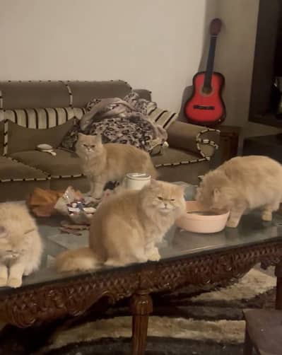 Pure Persian Triple Coat Cats - Adult Male & Female (Fully Trained)