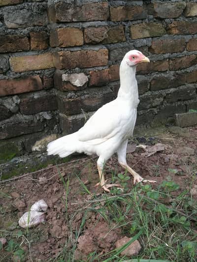 Paper white