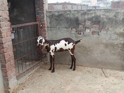 goat for sale