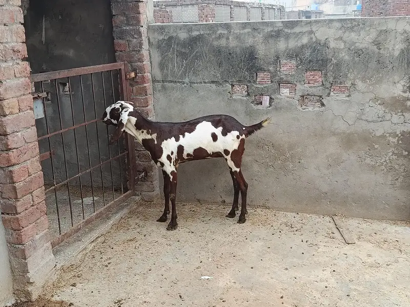 goat for sale — photo 2