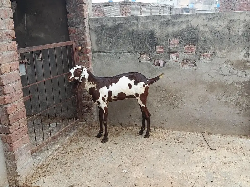 goat for sale — photo 3