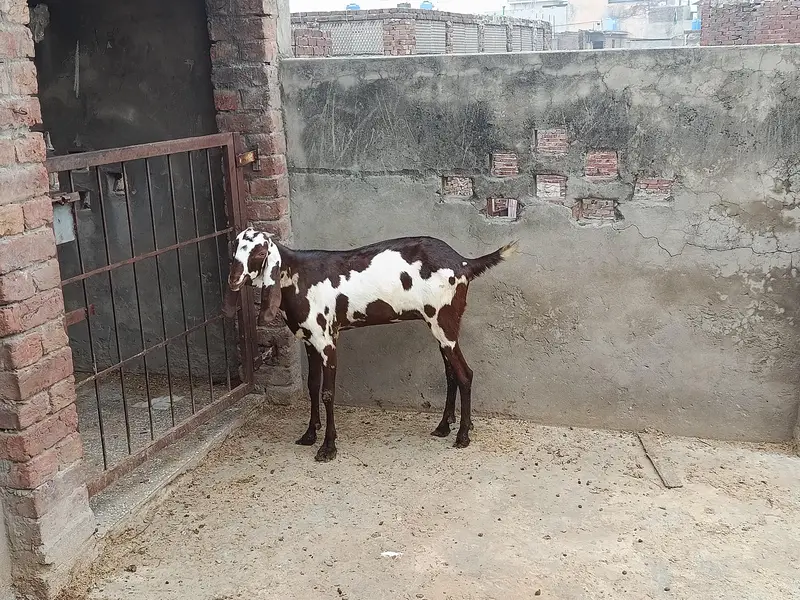 goat for sale — photo 4