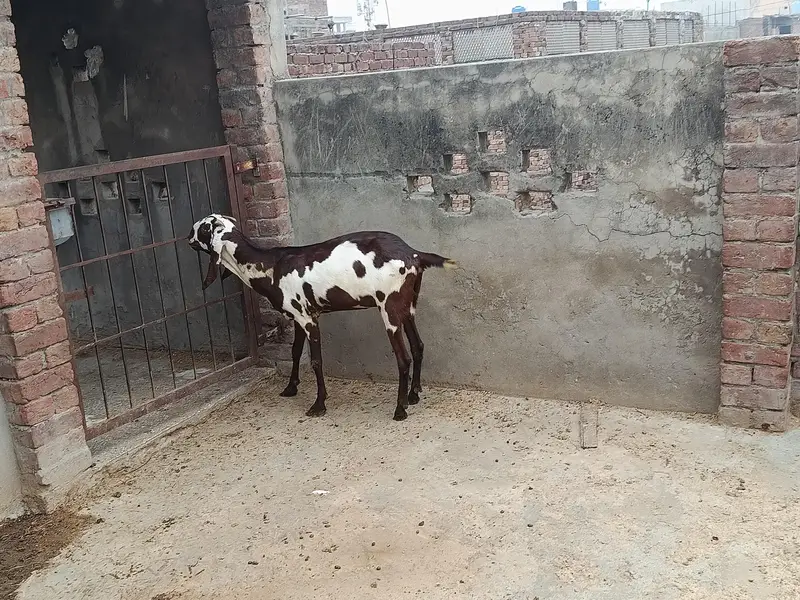 goat for sale — photo 5