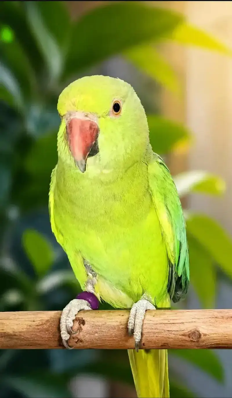 Egg-Laying Green Parrot for Sale — Cage FREE — photo 2