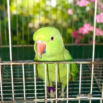 Egg-Laying Green Parrot for Sale — Cage FREE