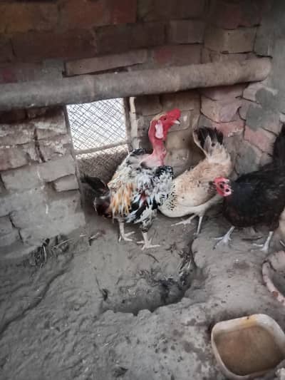 dasi eggs de rhi WhatsApp 03061908536