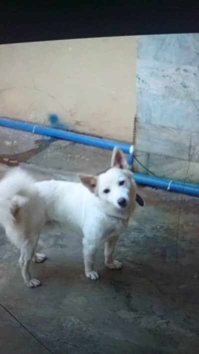 MALE AVAILABLE FOR STUDD MATTING