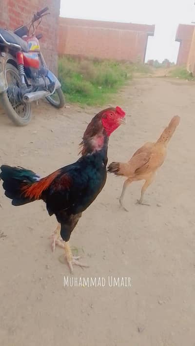 burmi murga hi or burmi thi madi or burmi thi patha jis Bhai ko samajh
